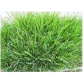 广西南宁高羊茅种子护坡耐寒耐旱草籽绿化地毯草草坪种子