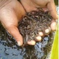 泥鳅养殖过程中常见病害的诊断方法-湖北渔添下水产有限公司
