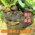 姜堰桑黄种植技术丰禾堂