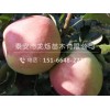 泰安水蜜桃苹果苗基地