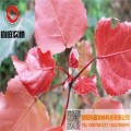 优质红叶杨树苗种植