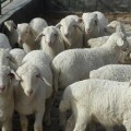 供应新疆昌吉湖羊养殖基地昌吉澳洲白绵羊种羊价格
