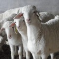 供应山东济宁湖羊养殖基地哪里有卖湖羊价格便宜建成养殖场