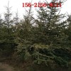 云杉--1米云杉-1.5米云杉、2米2.5米云杉3米云杉