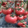 晋中西红柿种苗厂 小粉西红柿苗育苗基地