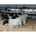 供应宁夏同心黑头杜泊羊养殖场多胎多肉杂交基础母羊建成养殖场
