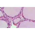 MCTC小鼠成软骨细胞系zlzt生物