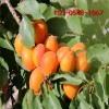 12公分山杏树成活率高15公分山杏 杏树种植基地