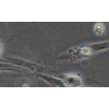 zlzt生物猪肾细胞LLC-PK1