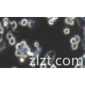 人原胚肾转化细胞系293 Ad5+
