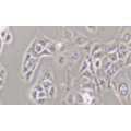 人胃癌细胞MKN-7细胞