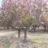 出售地径10-15公分樱花 枝繁叶茂根系发达18公分早樱