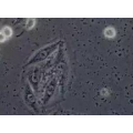 Sf9（昆虫卵巢细胞）质粒载体网