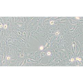 RWPE-1人正常前列腺上皮细胞zl-056545