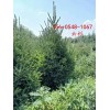 3米-4米青芊云杉-3.5米-4.5米-5米云杉树规格齐全