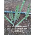 曹县芦笋苗种植基地