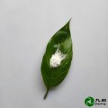 超细白炭黑混凝土用30nm二氧化硅CY-SH30