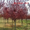 出售红叶李15-18-20公分紫叶李品种齐全