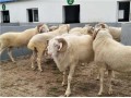 新疆伊犁澳湖杂交头胎怀孕母羊纯种小尾寒羊大个体湖羊种公羊