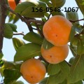 甜柿子苗-10-12-15公分柿子苗-20公分柿子苗成活率高