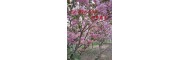 10公分、15公分、18公分高杆樱花树12-15公分高杆樱花