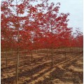供应美国红枫苗木8-10-12公分红点红枫、十月光辉