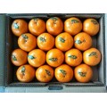 新西兰水果报关公司-橙子进口清关单证注意事项