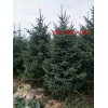 出售3米-4米-4.5米-5米云杉2.5米青芊云杉
