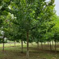 法桐基地出售10公分15公分18公分法桐树 带土球发货