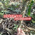 供应皂荚树12-15公分皂角8-10公分皂角树基地