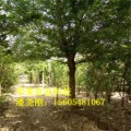 供应皂角树10公分皂荚树 12公分皂角树绿化苗木