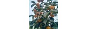 柿子树规格齐全供应10-15公分柿子树带土发货