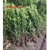 1.5米-1.8米冬青苗1-2米法青树苗 优质种植基地